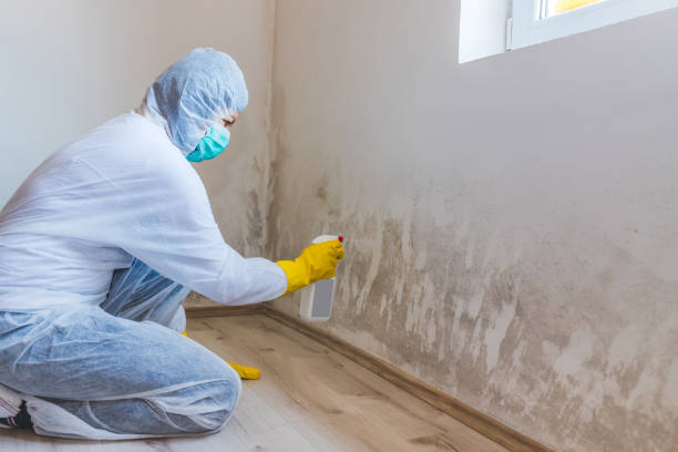 Licensed Mold Removal service in Saddle River, NJ - Car Mold Remediation