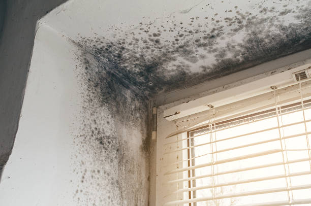 Affordable Mold Removal solutions in Saddle River, NJ